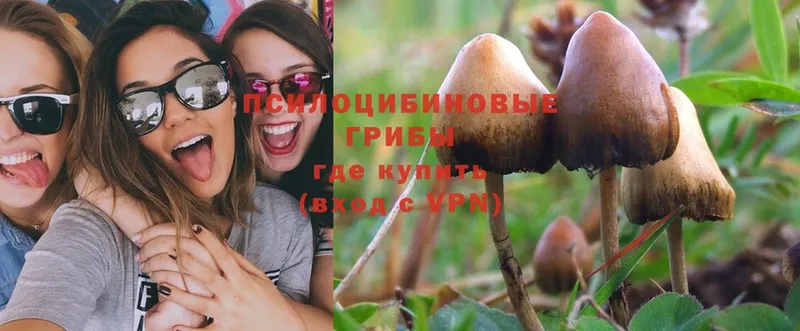 Псилоцибиновые грибы Psilocybine cubensis  где купить наркоту  Новое Девяткино 